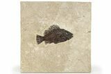 Fossil Fish (Cockerellites) - Green River Formation #222925-1
